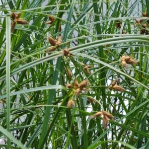 Bolboschoenus medianus at Jerrabomberra, ACT - 20 Jan 2023