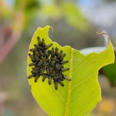 Paropsini sp. (tribe) (Unidentified paropsine leaf beetle) at Callum Brae - 20 Jan 2023 by Mike