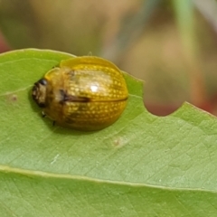 Paropsisterna cloelia (Eucalyptus variegated beetle) at Callum Brae - 20 Jan 2023 by Mike