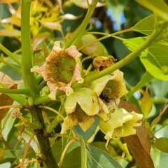 Brachychiton populneus subsp. populneus (Kurrajong) at Callum Brae - 20 Jan 2023 by Mike