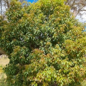 Brachychiton populneus subsp. populneus at Jerrabomberra, ACT - 20 Jan 2023