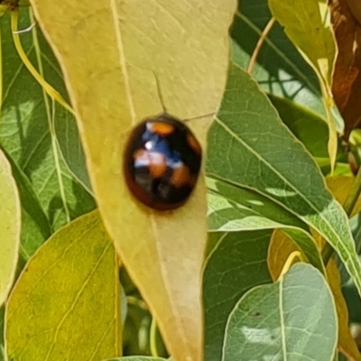 Paropsisterna beata (Blessed Leaf Beetle) at Callum Brae - 20 Jan 2023 by Mike