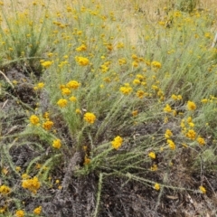 Chrysocephalum semipapposum (Clustered Everlasting) at Callum Brae - 20 Jan 2023 by Mike