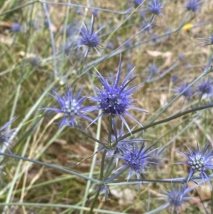 Eryngium ovinum at Molonglo Valley, ACT - 20 Jan 2023 11:30 AM