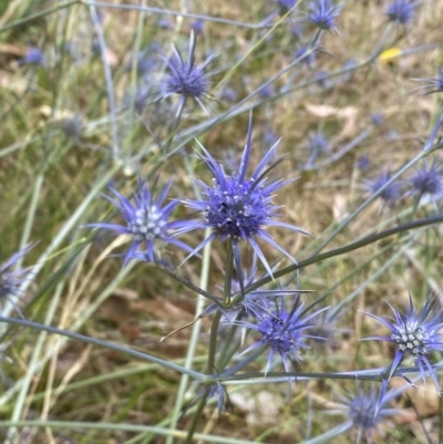 Eryngium ovinum (Blue Devil) at Kama - 20 Jan 2023 by Steve_Bok