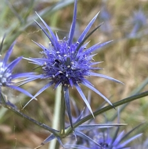 Eryngium ovinum at Molonglo Valley, ACT - 20 Jan 2023 11:30 AM