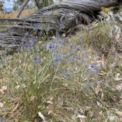 Eryngium ovinum at Molonglo Valley, ACT - 20 Jan 2023 11:30 AM