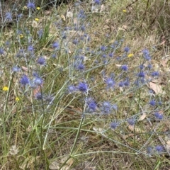 Eryngium ovinum at Molonglo Valley, ACT - 20 Jan 2023 11:30 AM