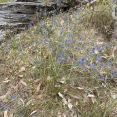 Eryngium ovinum at Molonglo Valley, ACT - 20 Jan 2023