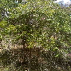 Crataegus monogyna at Cooma, NSW - 24 Jan 2023 by mahargiani