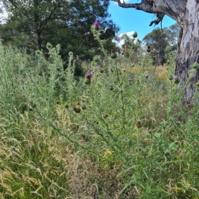 Cirsium vulgare (Spear Thistle) at Callum Brae - 20 Jan 2023 by Mike