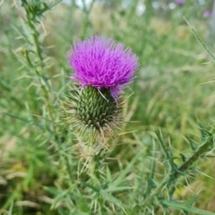 Cirsium vulgare at Jerrabomberra, ACT - 20 Jan 2023