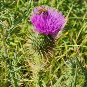 Apis mellifera at Jerrabomberra, ACT - 20 Jan 2023