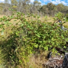 Rubus anglocandicans (Blackberry) at Callum Brae - 20 Jan 2023 by Mike