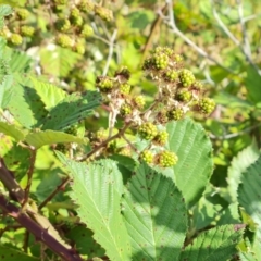 Rubus anglocandicans at Jerrabomberra, ACT - 20 Jan 2023 04:44 PM