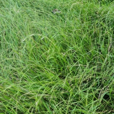 Microlaena stipoides (Weeping Grass) at Callum Brae - 20 Jan 2023 by Mike