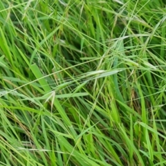 Microlaena stipoides at Jerrabomberra, ACT - 20 Jan 2023