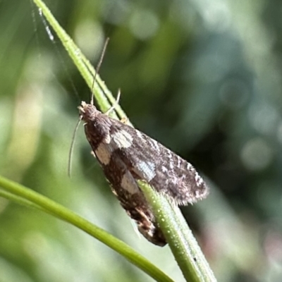 Glyphipterix chrysoplanetis (A Sedge Moth) at Mongarlowe River - 17 Jan 2023 by Pirom