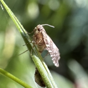 Glyphipterix chrysoplanetis at Monga, NSW - 17 Jan 2023