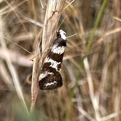 Isomoralla eriscota (Philobota Group) at Watson, ACT - 20 Jan 2023 by Pirom