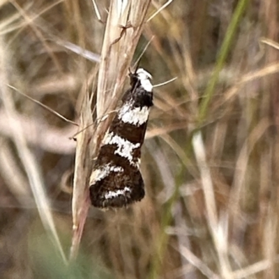 Isomoralla eriscota (A concealer moth) at Mount Majura - 20 Jan 2023 by Pirom