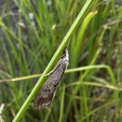 Asmicridea edwardsii (Shannon Moth) at Jagungal Wilderness, NSW - 10 Jan 2023 by Pirom