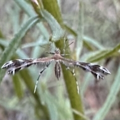 Stangeia xerodes (A plume moth) at Ainslie, ACT - 30 Dec 2022 by Pirom