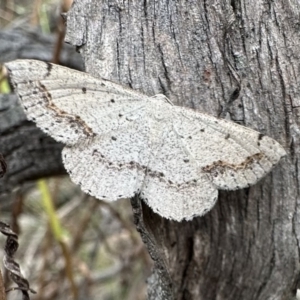 Taxeotis intextata at Ainslie, ACT - 31 Dec 2022 03:36 PM