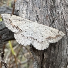 Taxeotis intextata (Looper Moth, Grey Taxeotis) at Mount Ainslie - 31 Dec 2022 by Pirom