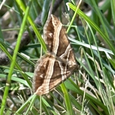 Chrysolarentia conifasciata (Broad-banded Carpet) at Jagungal Wilderness, NSW - 10 Jan 2023 by Pirom