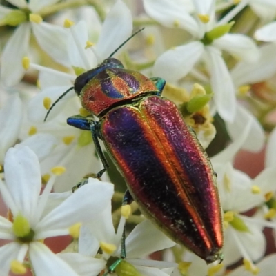 Selagis aurifera (Aurifera jewel beetle) at Lions Youth Haven - Westwood Farm A.C.T. - 20 Jan 2023 by HelenCross