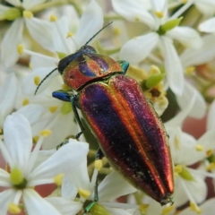 Selagis aurifera (Aurifera jewel beetle) at Stromlo, ACT - 20 Jan 2023 by HelenCross