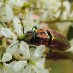 Selagis aurifera at Kambah, ACT - suppressed