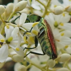 Selagis aurifera at Kambah, ACT - 20 Jan 2023