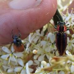 Selagis aurifera at Kambah, ACT - 20 Jan 2023