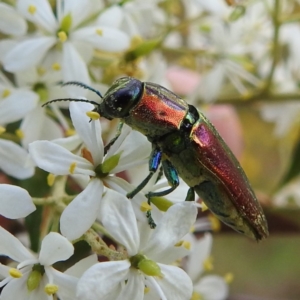 Selagis aurifera at Kambah, ACT - suppressed