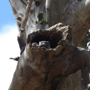 Eurystomus orientalis at Kambah, ACT - 20 Jan 2023