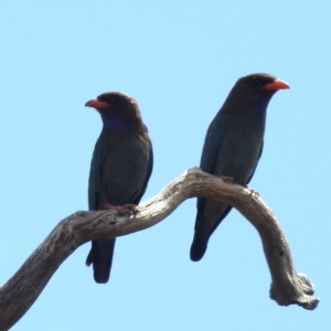 Eurystomus orientalis at Kambah, ACT - 20 Jan 2023 03:18 PM