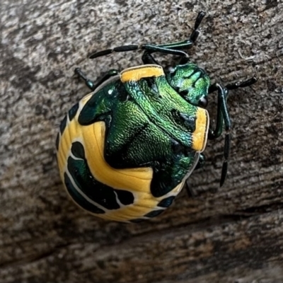 Scutiphora pedicellata (Metallic Jewel Bug) at Mt Majura Mini Summit - 20 Jan 2023 by Pirom