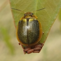 Paropsisterna agricola (Eucalyptus leaf beetle) at Stromlo, ACT - 20 Jan 2023 by HelenCross