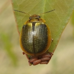 Paropsisterna sp. (genus) (A leaf beetle) at Stromlo, ACT - 20 Jan 2023 by HelenCross