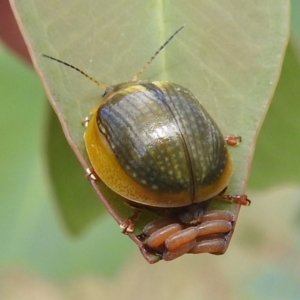 Paropsisterna agricola at Stromlo, ACT - suppressed