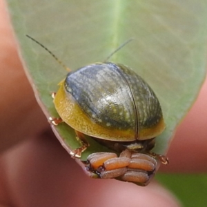 Paropsisterna agricola at Stromlo, ACT - suppressed