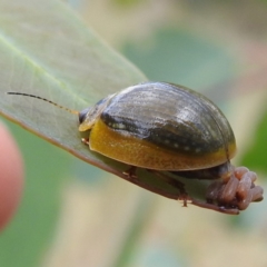 Paropsisterna agricola at Stromlo, ACT - suppressed