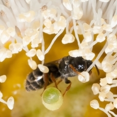 Hyphesma atromicans at Macgregor, ACT - 20 Jan 2023 02:36 PM