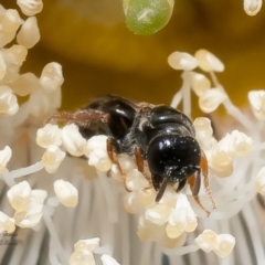 Hyphesma atromicans at Macgregor, ACT - 20 Jan 2023