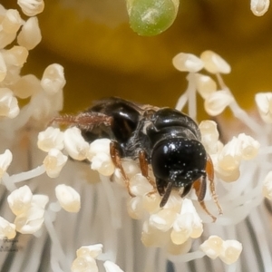 Hyphesma atromicans at Macgregor, ACT - 20 Jan 2023 02:36 PM