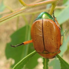 Anoplognathus brunnipennis (Green-tailed Christmas beetle) at Lions Youth Haven - Westwood Farm A.C.T. - 20 Jan 2023 by HelenCross