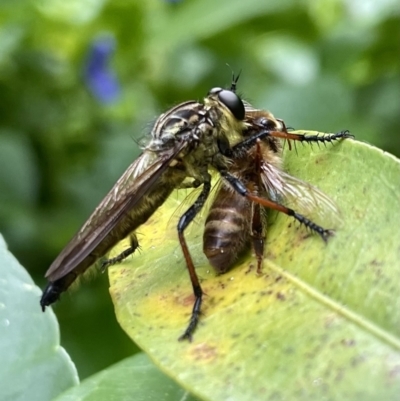 Zosteria rosevillensis (A robber fly) at Lyneham, ACT - 20 Jan 2023 by HelenWay