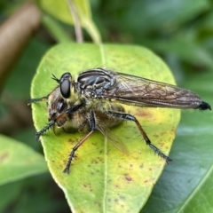 Zosteria rosevillensis at Lyneham, ACT - suppressed